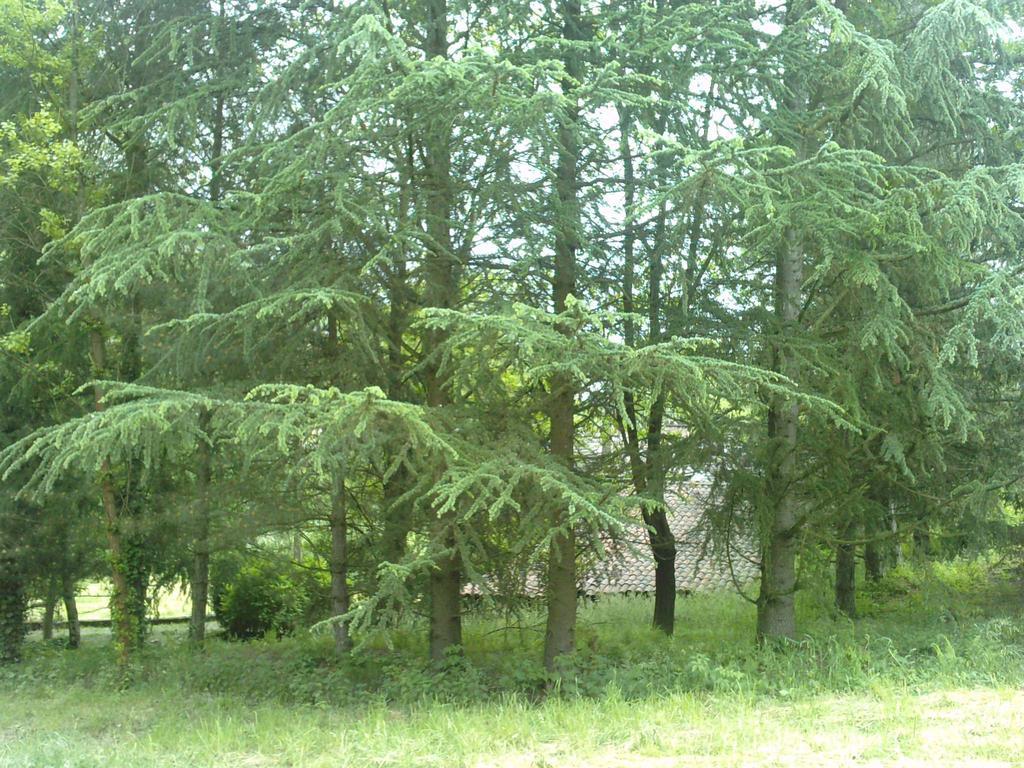 Cedres Bleus De Joany Chez Nathalie Viviez Exterior photo